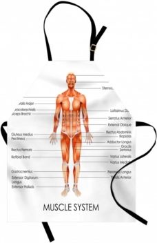 Human Anatomy Apron