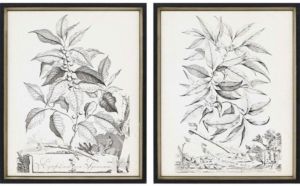 Paragon Botanicals Ii Framed Wall Art Set of 2, 22" x 18"