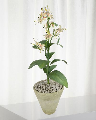 Honeysuckle June Birth Flower in White Terracotta Pot